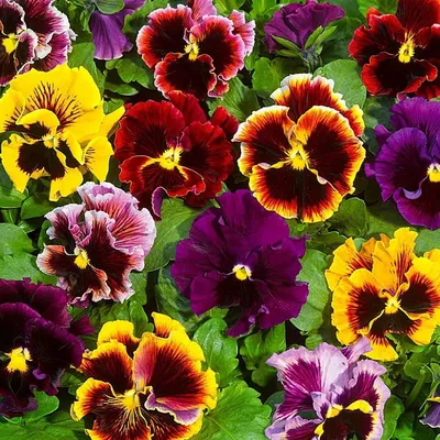 Цветок Анютины Глазки Весна - Бесплатное фото на Pixabay - Pixabay