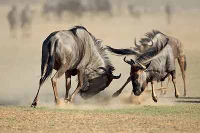 Антилопа Гну, атакованная стаей гиеновых собак | Пикабу