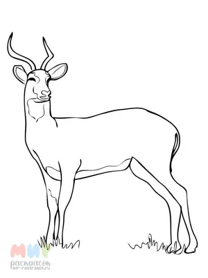 Африканская молодая антилопа гну Стоковое Изображение - изображение  насчитывающей национально, бело: 97188665