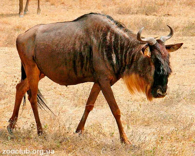Видео: Полтора миллиона антилоп гну в одном месте — самая большая миграция  в мире