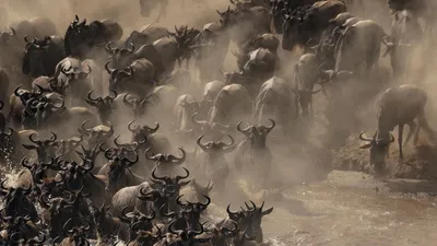 Миграция антилоп гну — Фото №10367