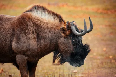 антилопа гну стоит в поле с высокой травой, картина антилопы гну, гну,  Африка фон картинки и Фото для бесплатной загрузки