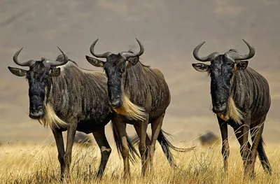 Антилопа антилопы гну стоковое фото. изображение насчитывающей изогнуто -  64286450