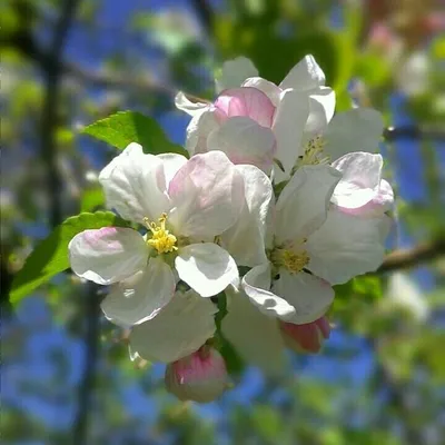 Яблони в цвету) #весна #апрель #сад #яблоницвет #природа #цветы #Almaty  #flowers#garden#spring | Plants, Flowers, Rose