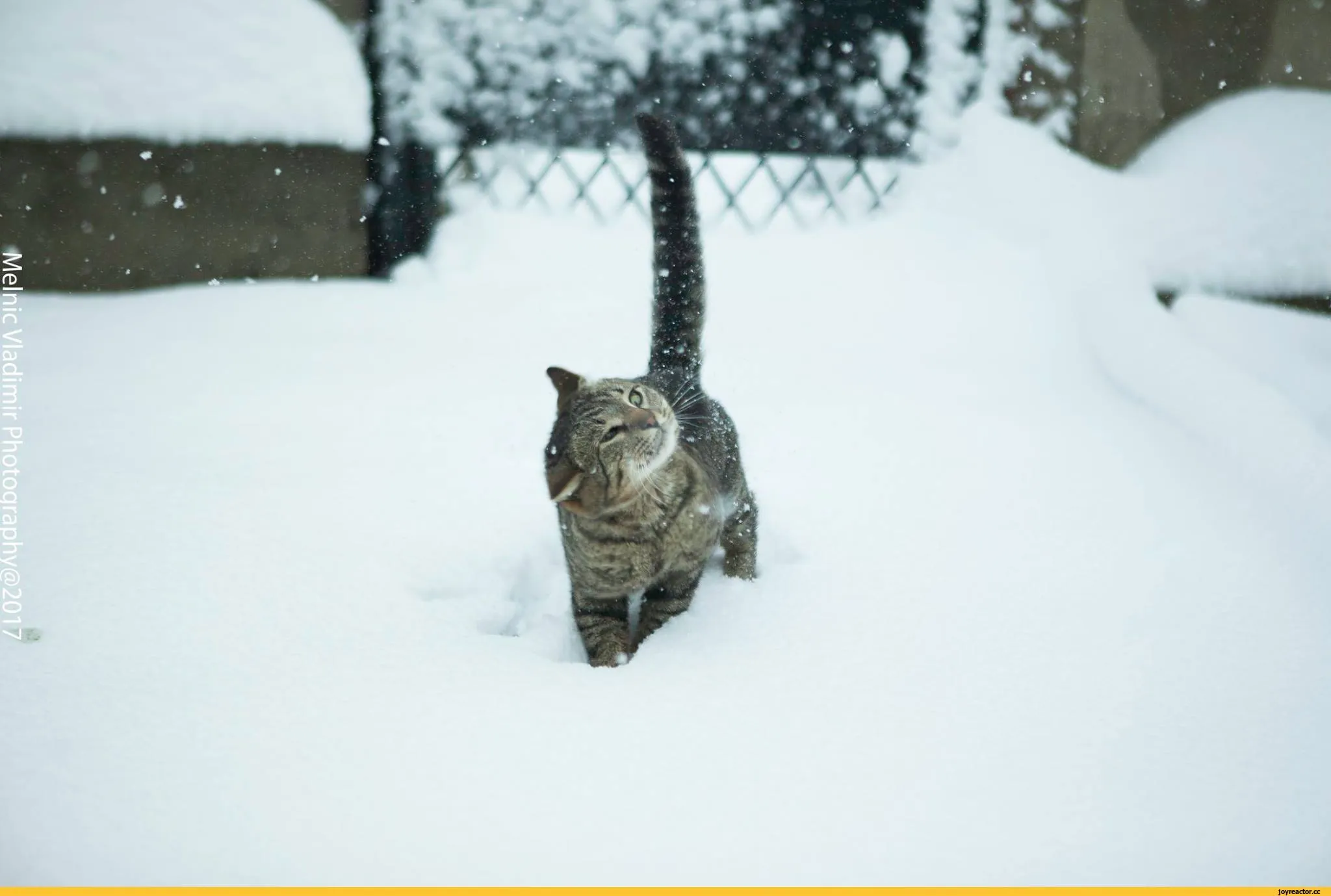 Выпал снег апрель. Снег и апрель и коты. Снег в апреле приколы. Кот в снегу картинки прикольные. В апреле выпал снег прикольные.