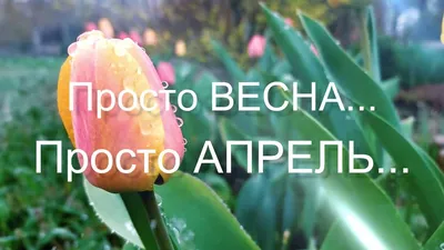 Картинки весна апрель природа (70 фото) » Картинки и статусы про окружающий  мир вокруг