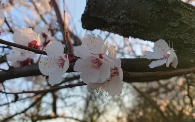 Апрель - Плэйкасты - Флора и Фауна, Времена года