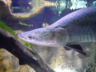 Гигантская Арапайма: Крупнейшая пресноводная рыба | Пикабу