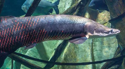 Арапайма гигантская рыба: фото-видео обзор!
