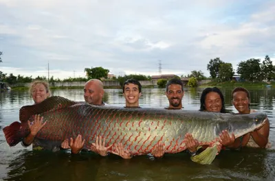 Arapaima gigas (Schinz, 1822)