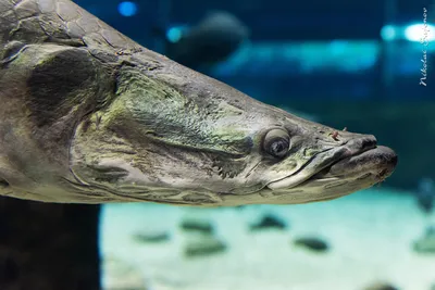 рыба под водой. арапаима рыба пираруку арапайма гигас одна из крупнейших  пресноводных рыб. Стоковое Фото - изображение насчитывающей свеже,  сноркелинг: 235421590