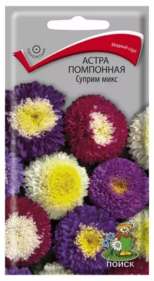 АСТРА однолетняя: виды, сорта, посадка и уход. Как и когда собирать семена  астры?