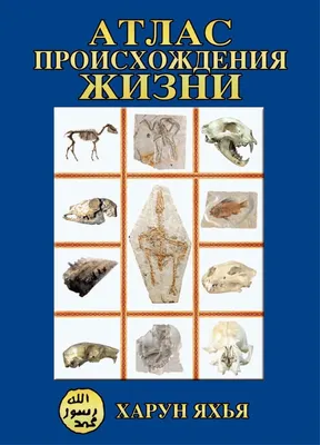 Большой атлас животных в картинках. Хокинс Э. — купить книгу в Минске —  Biblio.by