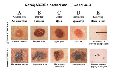 Издательство АСТ Тело человека. Энциклопедия для детей