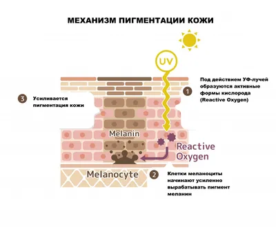 Мобилизованная нация. Германия 1939–1945 (fb2) | Флибуста