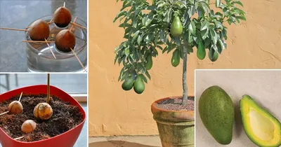 Как вырастить авокадо в саду в Центральной России | Компания «Большая земля»
