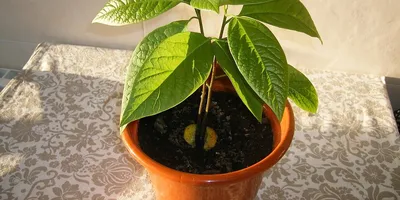 Как вырастить авокадо в домашних условиях - Лайфхакер
