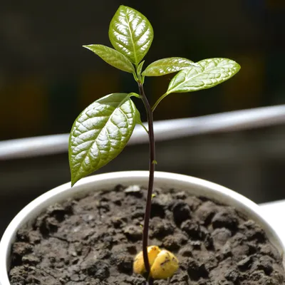Как вырастить авокадо из косточки в домашних условиях | EVA Blog