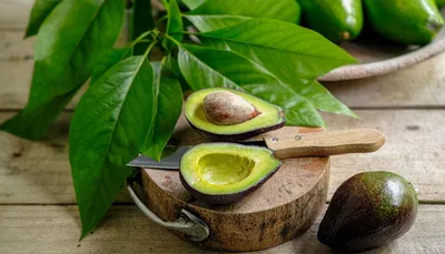 Как посадить и вырастить авокадо из косточки | ВЕСТИ