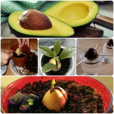 Советы, как вырастить авокадо в домашних условиях
