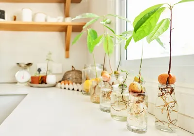 Как посадить и вырастить авокадо, и иметь плоды – советы - Lifestyle 24