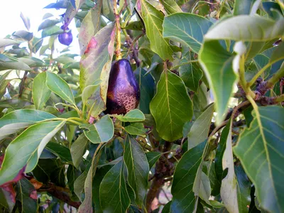 Как вырастить авокадо в саду в Центральной России | Компания «Большая земля»