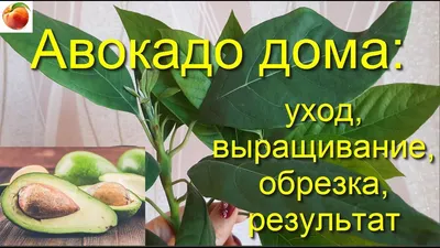 Авокадо дома Уход Выращивание Обрезка Результат avocado seed care Из  косточки! - YouTube