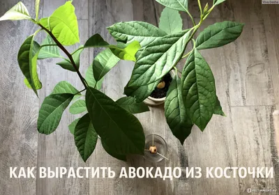 Растение авокадо - «Как легко и просто вырастить из косточек авокадо  деревья 🥑 Как правильно садить косточку авокадо в воду на зубочистки.» |  отзывы