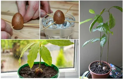 Как вырастить авокадо из косточки в домашних условиях: подробная инструкция  - Дом Mail.ru
