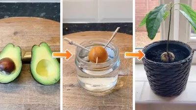Авокадо из косточки: как посадить и вырастить дома – Идеи