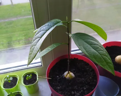 Растение авокадо - « Мой фотоотчёт по выращиваю экзотического растения -  Авокадо растет не по дням, а по часам 🌱 Я прорастила косточку авокадо в  акваферме Xiaomi 🐟 Много фото с датами » | отзывы