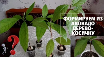 Выращиваем авокадо из косточки на подоконнике | Пикабу