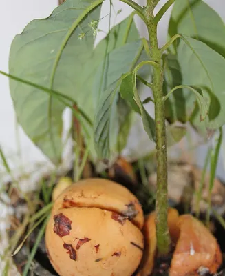 Как вырастить авокадо из косточки в домашних условиях | Энциклопедия роз