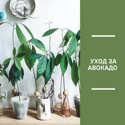 Авокадо, ананас, банан и другие деревья, которые можно вырастить дома |  myDecor