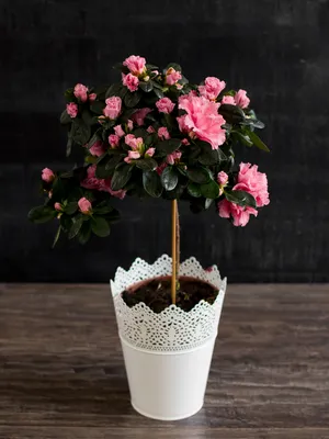 Фотография Азалии, которая покажет вам, как красиво может выглядеть комнатное растение в цвету.
