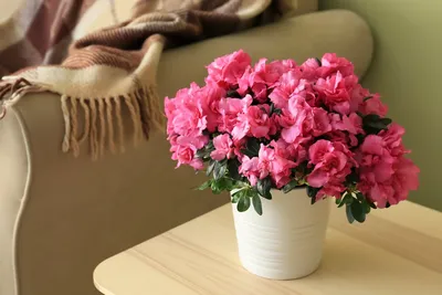 Изображение азалии: цветочная красота в доме