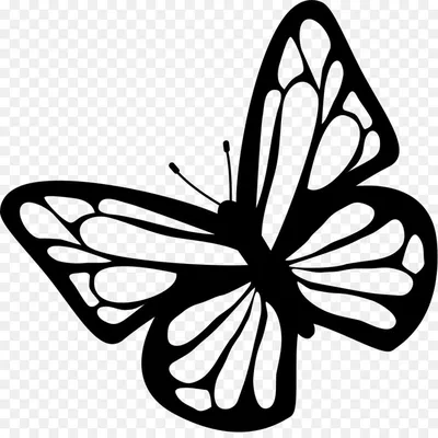 Векторные графики эскиза бабочки Иллюстрация вектора - иллюстрации  насчитывающей бабочка, бобра: 93399115