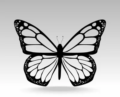 Векторные графики эскиза бабочки Иллюстрация вектора - иллюстрации  насчитывающей насекомое, украшение: 93399321