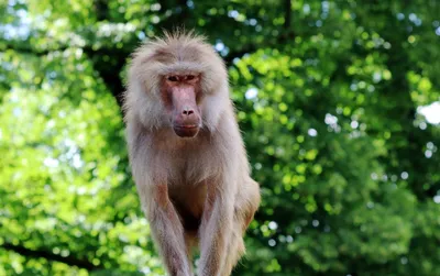 Baboon (Павиан,Бабуин). | Monkeys funny, Animals beautiful, Animals wild