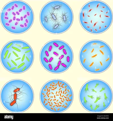 Бактерии на руках: микробиология и гигиена