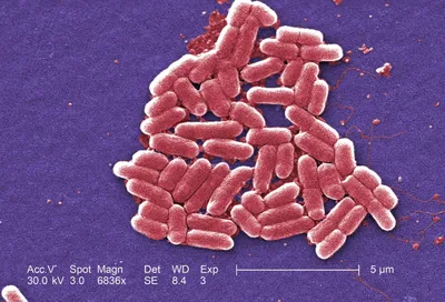 Бактерии на руках: микроорганизмы на коже