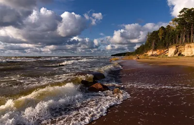 Пять чудищ, которых можно встретить, купаясь в Балтийском море - Новости  Калининграда