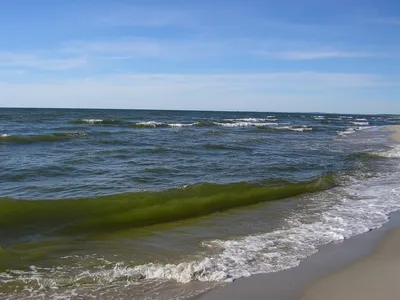 В Роспотребнадзоре объяснили, почему позеленела вода в Балтийском море -  РИА Новости, 22.07.2022