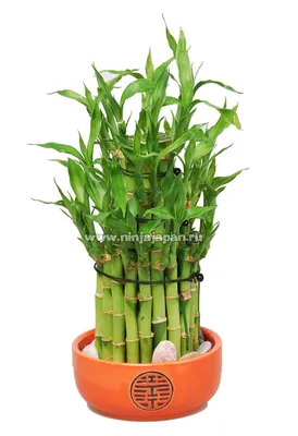 Elitera - Lucky Bamboo – бамбук счастья. Бамбук с давних времен считался  символом удачи в азиатской культуре. Такое растение приносит богатство и  счастье в дом. А у нас в ассортименте появились новенькие
