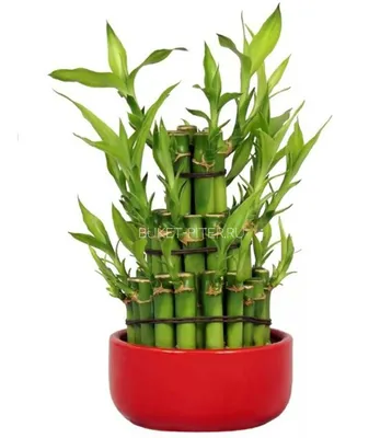 Бамбук. Уход, выращивание, размножение. Декоративно-лиственные. Комнатные  растения. Фото. — Ботаничка