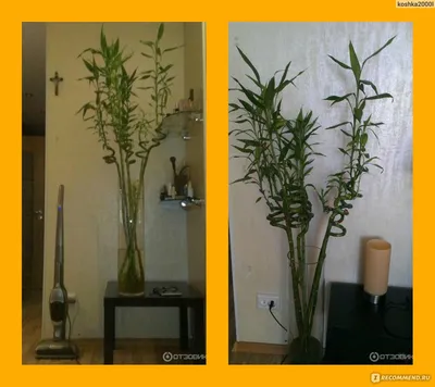 Комнатный бамбук, уход в домашних условиях: как выращивать, пересаживать и  поливать домашний бамбук