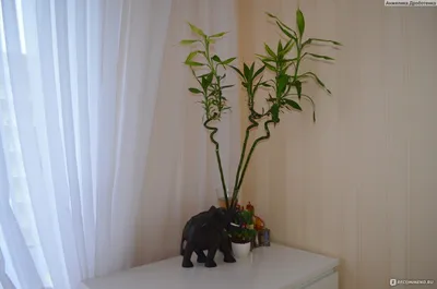 Драцена Сандера или комнатный бамбук счастья / Dracaena braunii room or  bamboo happiness - YouTube