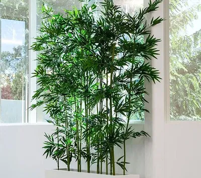 Бамбук в домашних условиях | Zimmerpflanzen ideen, Pflanzen, Büropflanzen