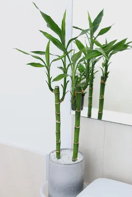 Бамбук, или кусочек тропиков у вас дома. Уход в домашних условиях. Фото —  Ботаничка