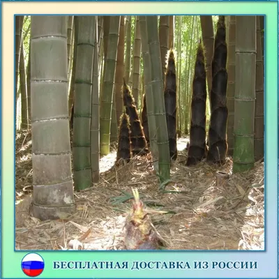 В наличии двойки, в шикарном качестве! Очень удобные и красивые. В таких и  в пир и в мирр как говорится. Ткань- хб бамбук (высокого… | Instagram